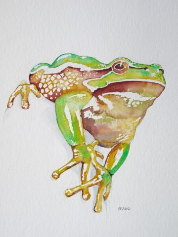 Aquarellbild eines grünen Frosches vor weissem Hintergrund
